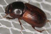 Bodilopsis rufa