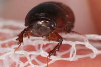Bodilopsis rufa