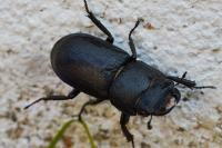 Dorcus parallelipipedus