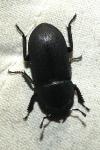 Dorcus parallelipipedus
