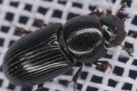 Nialus varians