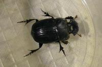 Copris lunaris