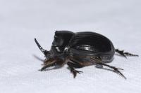 Copris lunaris