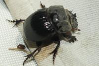 Copris lunaris