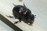 Copris lunaris