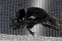 Copris lunaris