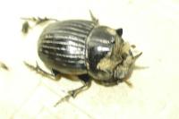 Copris lunaris