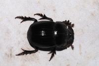 Copris lunaris