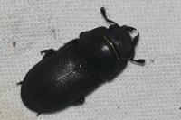 Dorcus parallelipipedus