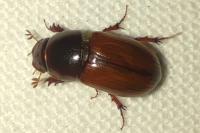 Bodilopsis rufa