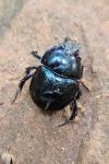 Anoplotrupes stercorosus