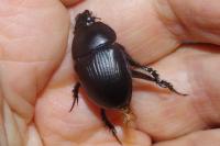 Geotrupes spiniger