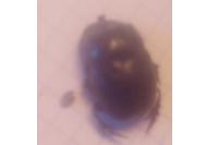 Copris lunaris