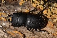 Dorcus parallelipipedus