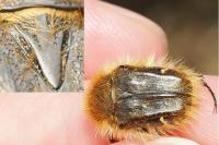 Tropinota squalida