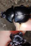 Geotrupes spiniger