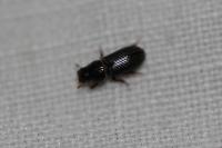 Pleurophorus caesus