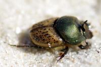 Onthophagus medius/vacca
