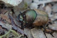 Onthophagus coenobita