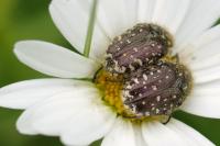 Oxythyrea funesta
