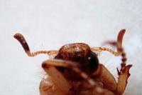 Rhizotrogus marginipes