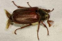 Melolontha melolontha