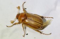 Rhizotrogus marginipes