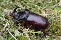 Oryctes nasicornis