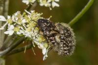 Oxythyrea funesta