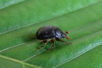 Odonteus armiger