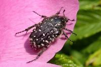Oxythyrea funesta