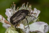 Tropinota squalida
