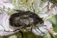 Tropinota squalida
