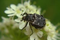 Valgus hemipterus