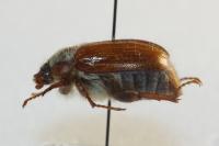 Amphimallon solstitiale