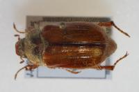 Amphimallon solstitiale