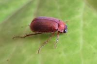 Serica brunnea