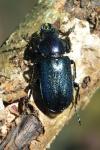 Platycerus caraboides