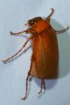 Serica brunnea