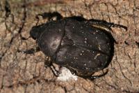 Netocia morio