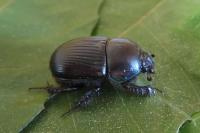 Geotrupes spiniger