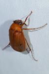 Serica brunnea