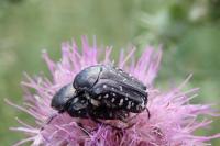 Oxythyrea funesta
