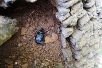 Gnorimus variabilis