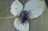 Gnorimus variabilis