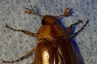 Rhizotrogus aestivus