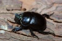Typhaeus typhoeus