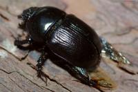 Geotrupes mutator