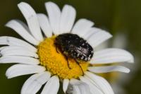 Oxythyrea funesta