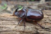 Oryctes nasicornis